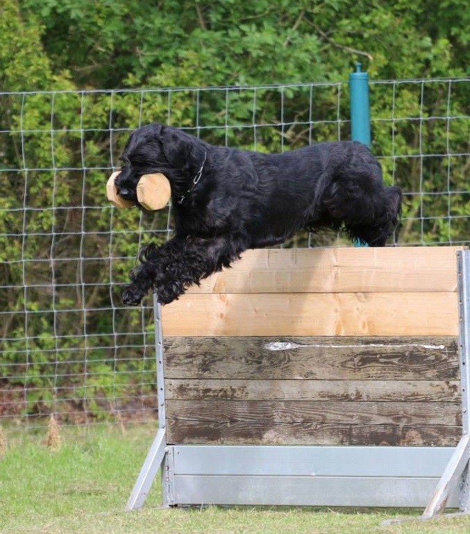 riesenschnauzer schwarz besen birog vom schwedenspeicher vdh wurfe e f g h