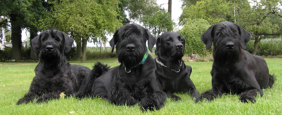 Riesenschnauzer schwarz vom schwedenspeicher all 4 hp
