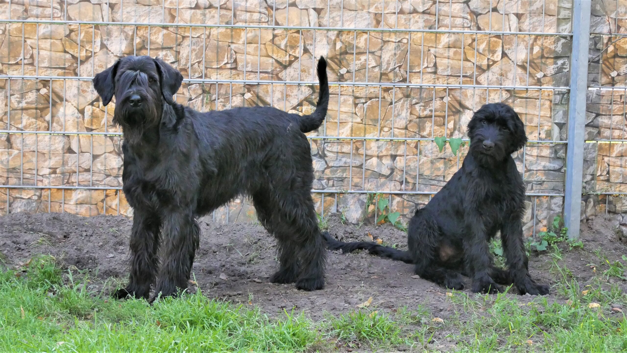 Riesenschnauzer schwarz Wini u. Inou als Welpe vom Schwedenspeicher