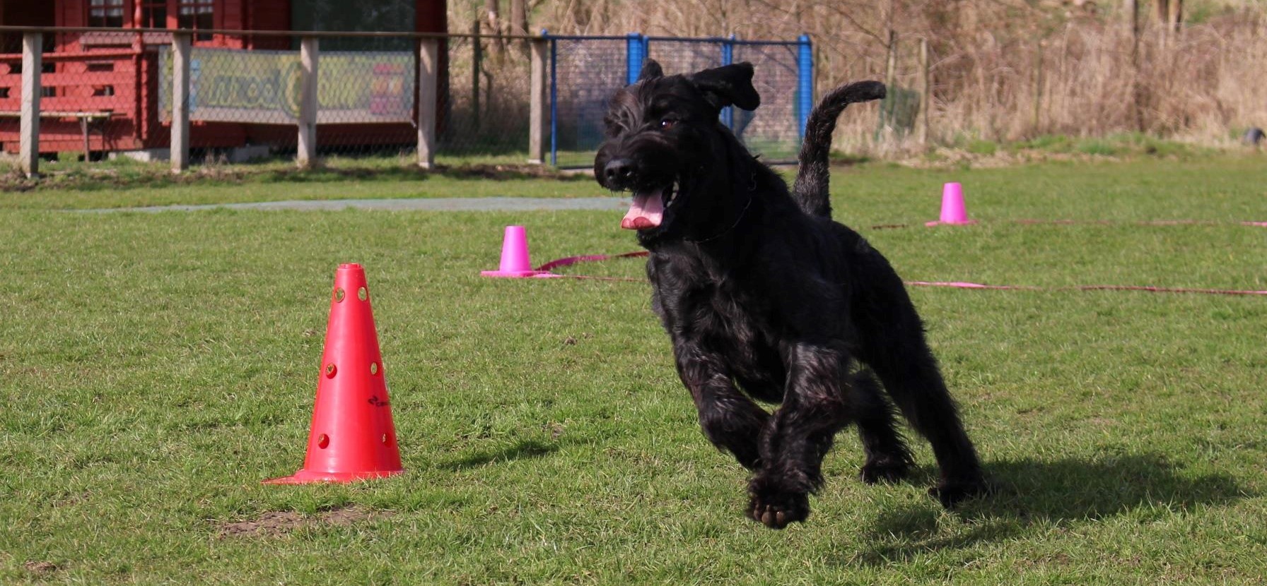 Obedience Training 18 04 08 Riesenschnauzer schwarz Faizah 5 1jpg