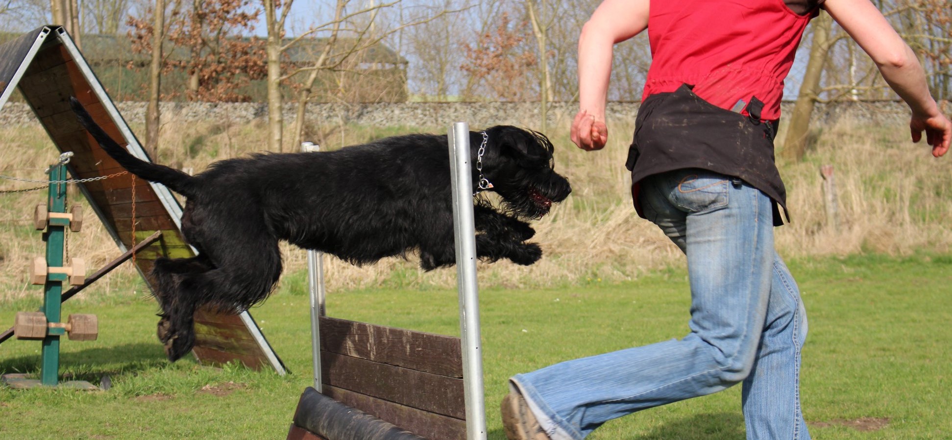 Obedience Training 18 04 08 Riesenschnauzer schwarz Groodi 011 1