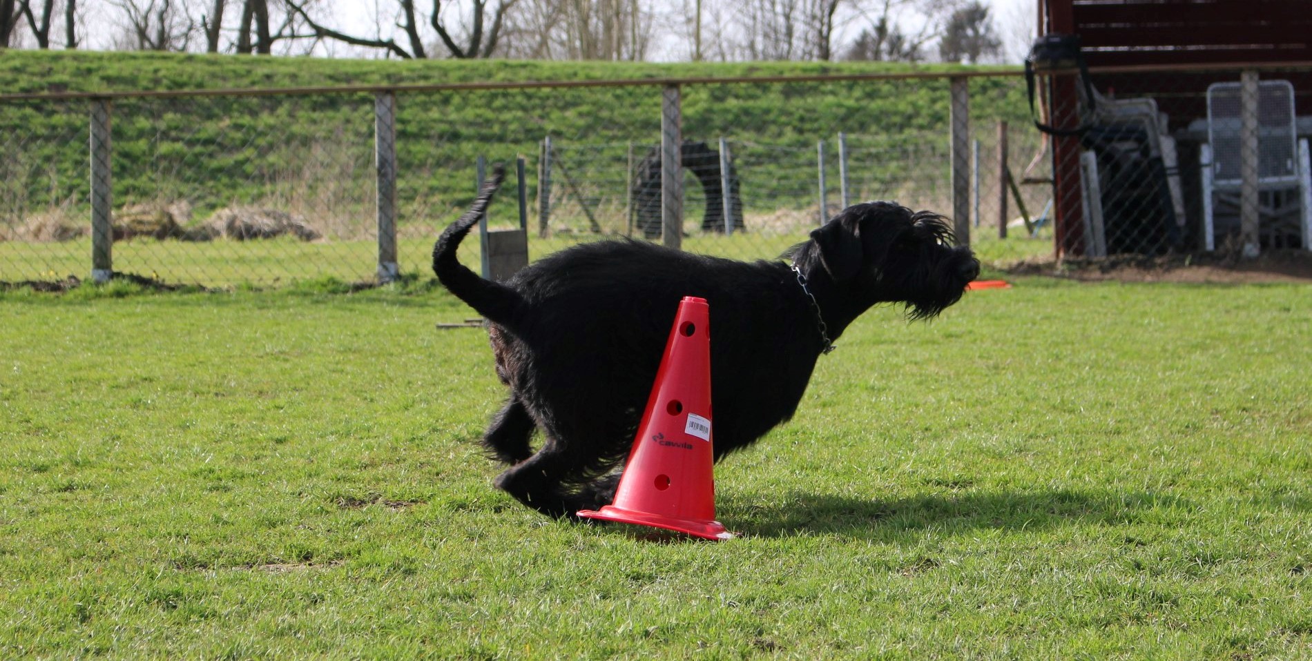 Obedience Training 18 04 08 Riesenschnauzer schwarz Groodi 7 1