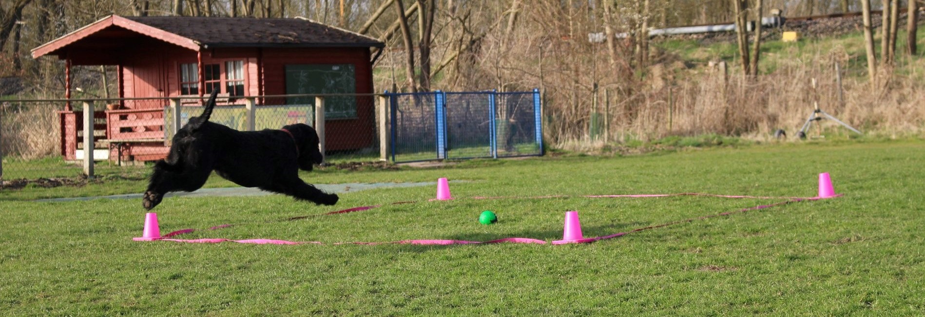 Obedience Training 18 04 08 Riesenschnauzer schwarz Hanuta 019 1