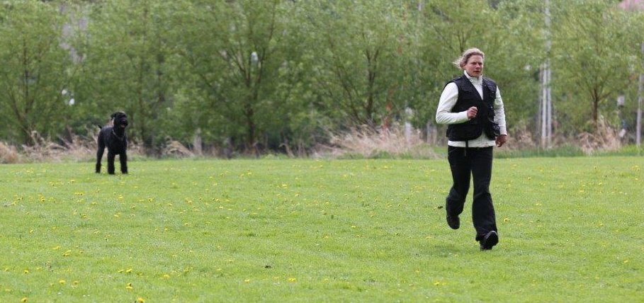 PSK LGA 2013 Riesenschnauzer Steh aus dem Laufschritt