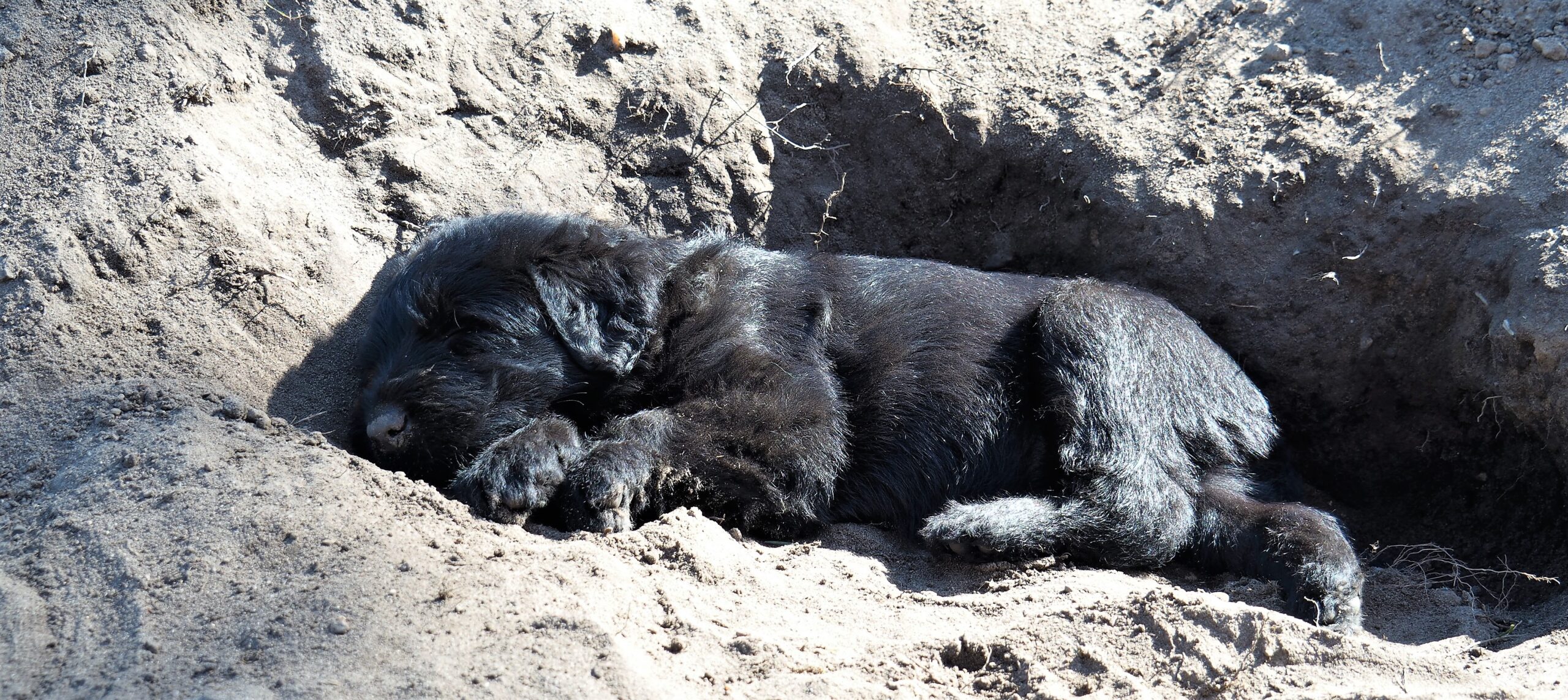 Riesenschnauzer Welpen vom Schwedenspeicher 1