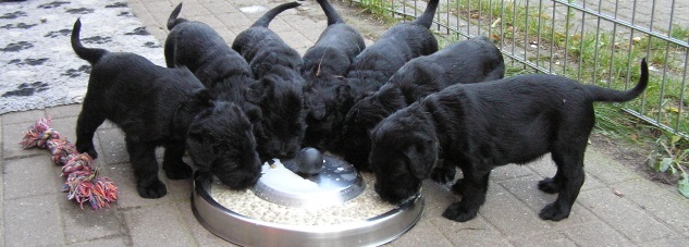 Riesenschnauzer Welpen vom Schwedenspeicher 6