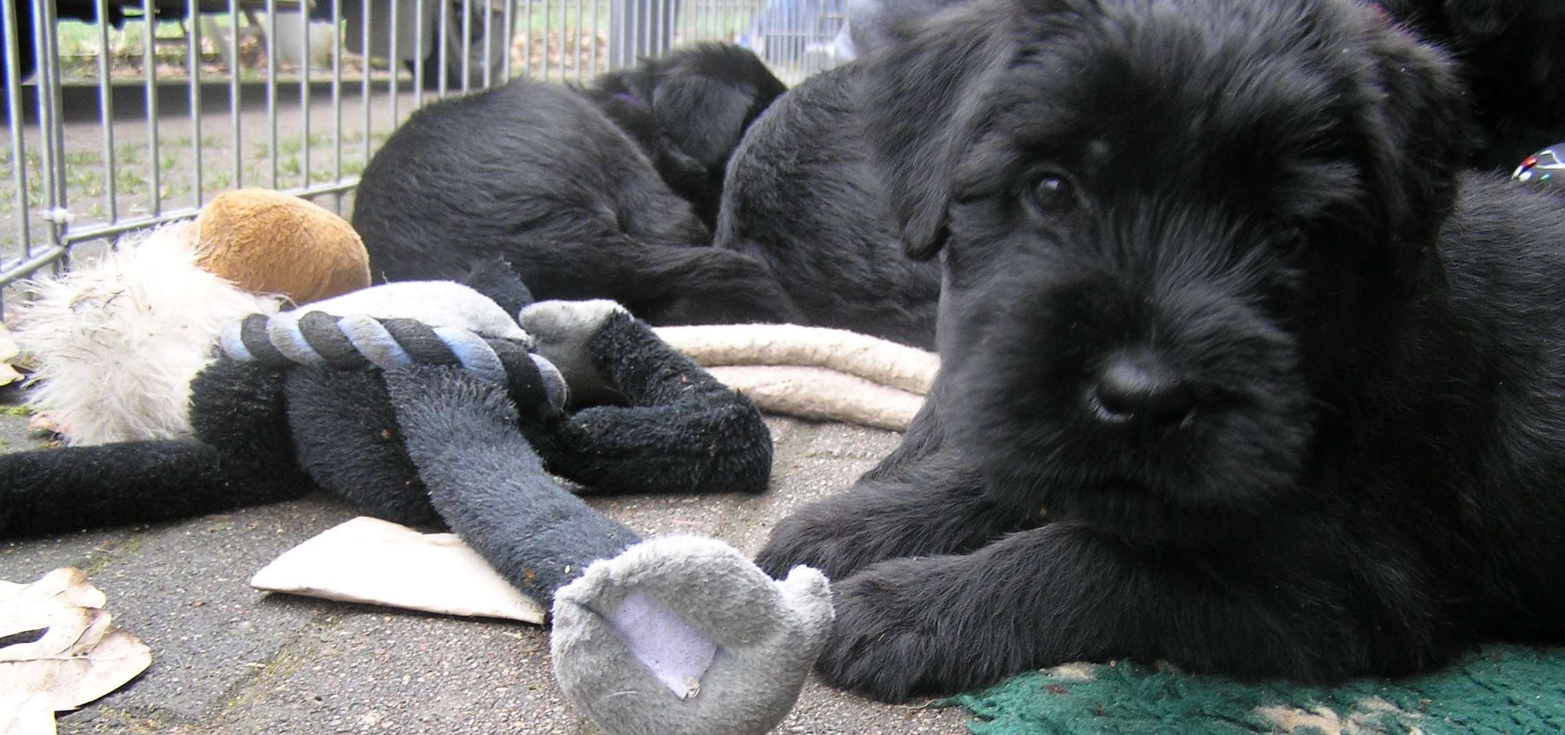 Riesenschnauzer Welpe schwarz C Wurf 5 Woche 6 1