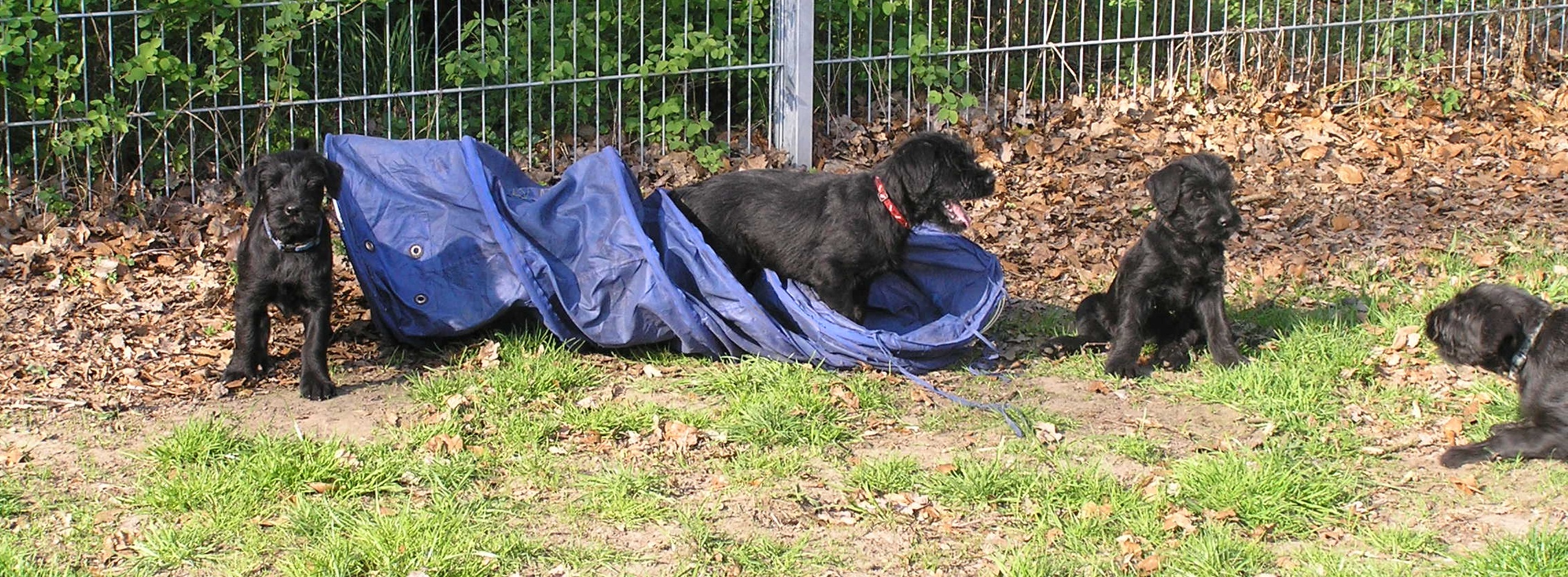 Riesenschnauzer schwarz C Wurf 8 Woche 2 1