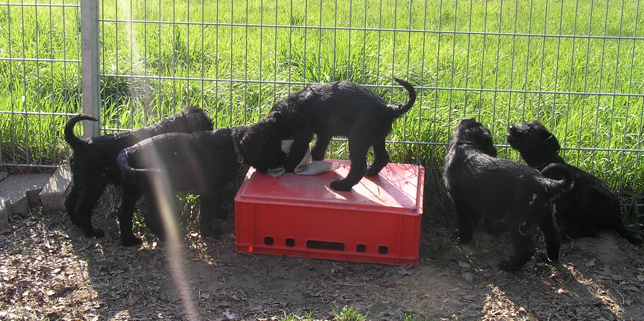 Riesenschnauzer schwarz C Wurf 8 Woche 4 1