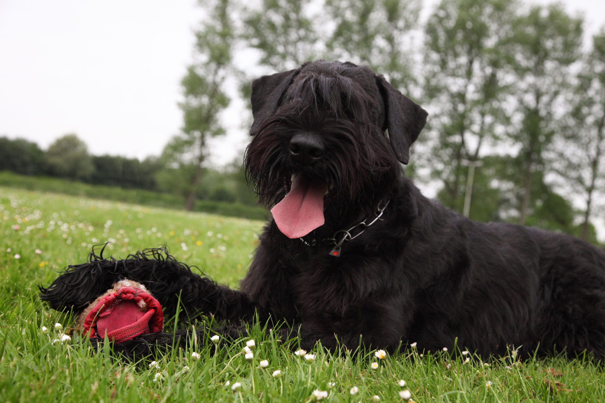 Riesenschnauzer vom Schwedenspeicher Bild 103