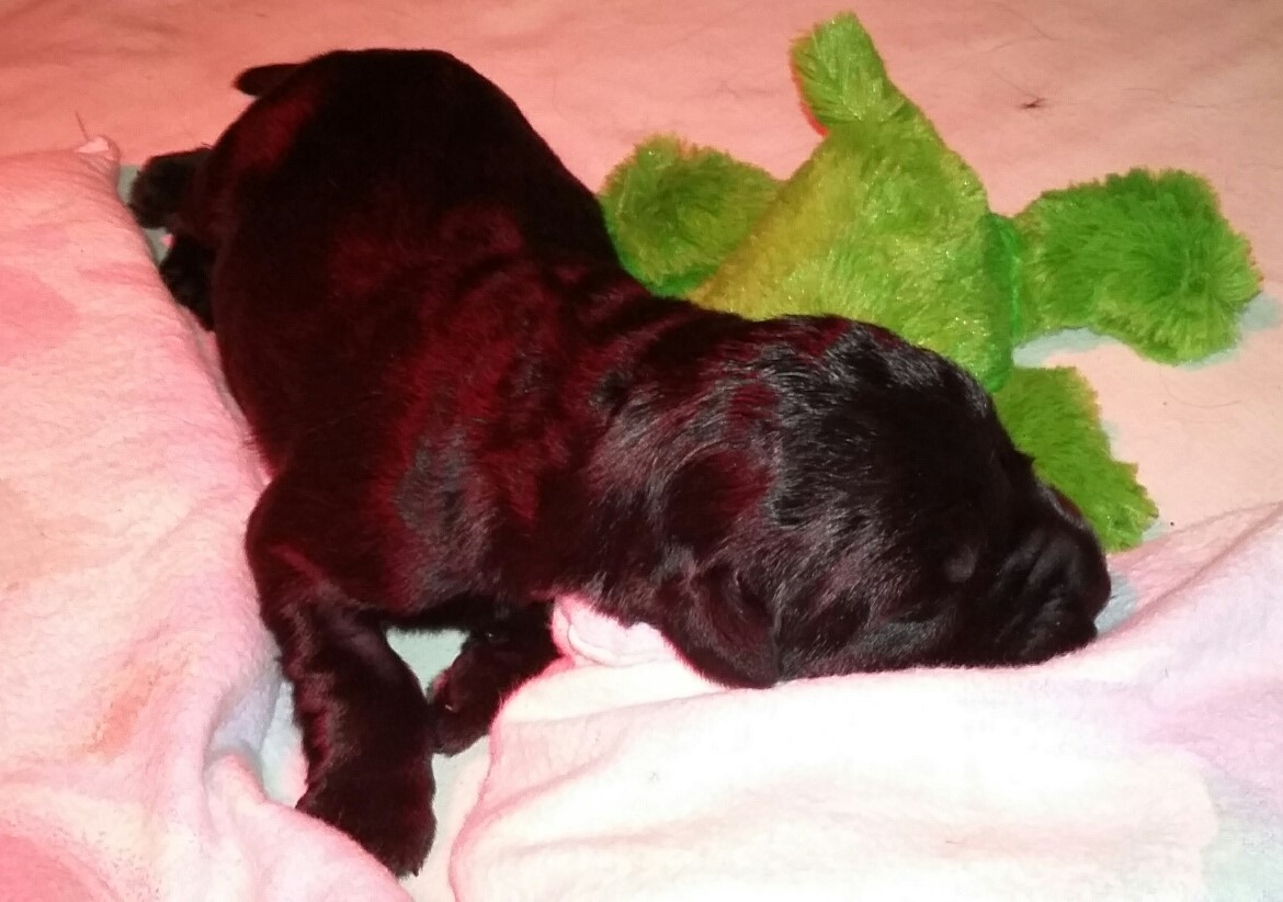 Groodi Riesenschnauzer Welpe