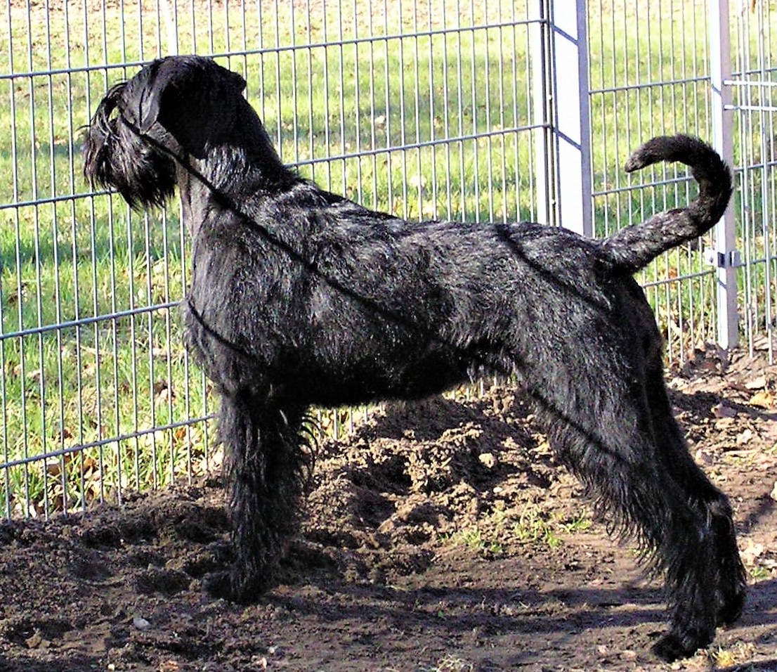 19 02 24 Riesenschnauzer schwarz Groodi 07.1