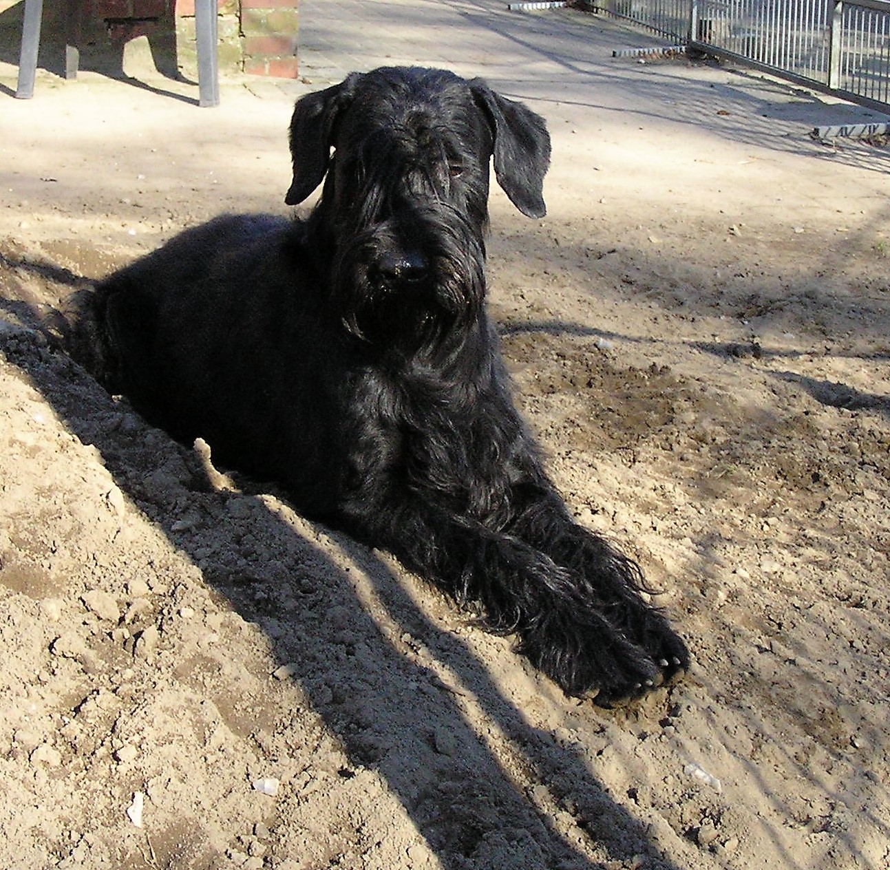 19 02 24 Riesenschnauzer schwarz Groodi 08