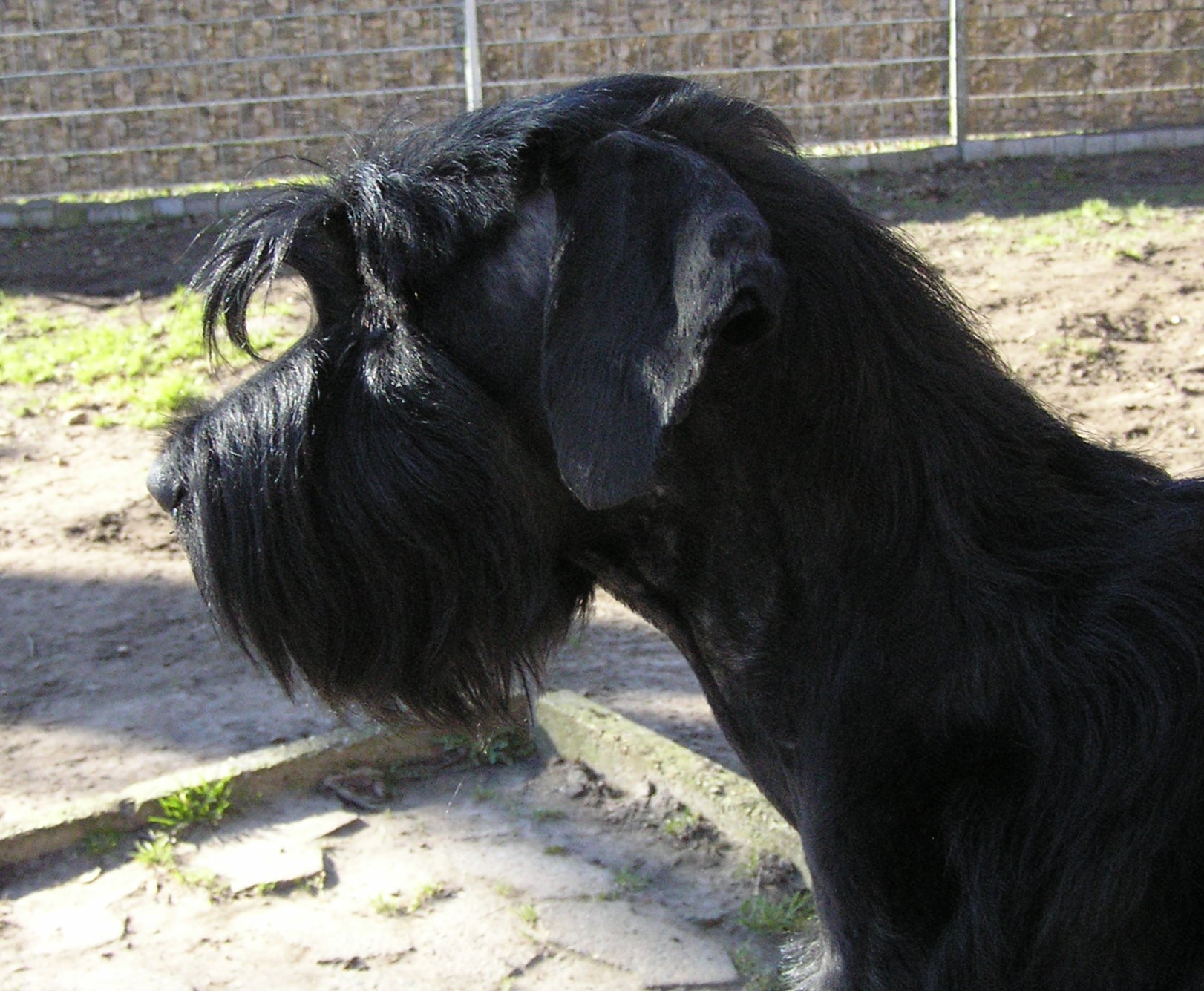 19 02 24 Riesenschnauzer schwarz Hanuta 01