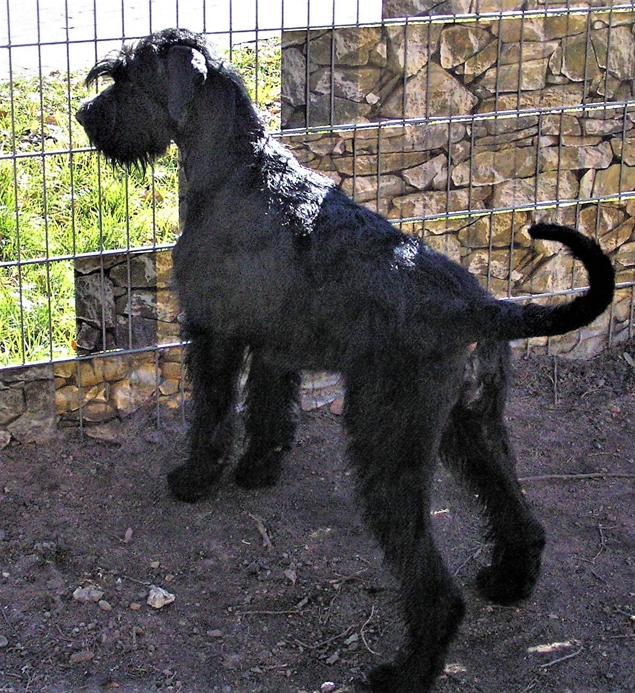 19 02 24 Riesenschnauzer schwarz Hanuta 06.2
