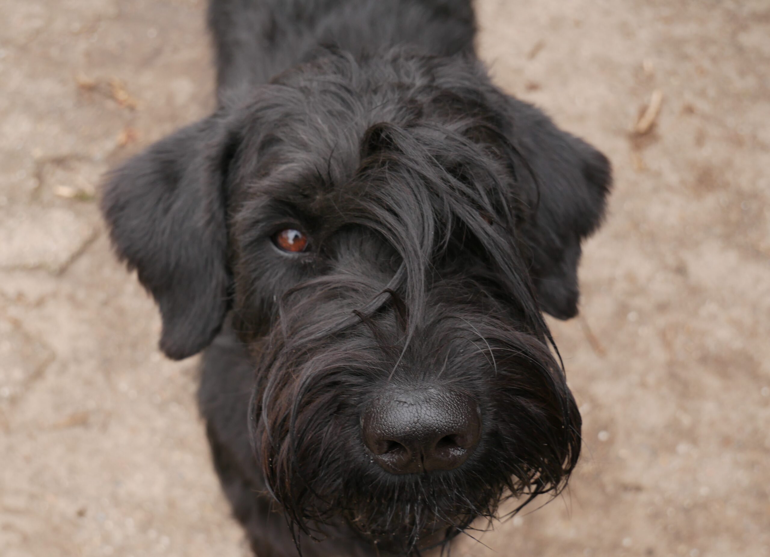 19 04 01 Riesenschnauzer schwarz Groodi 01