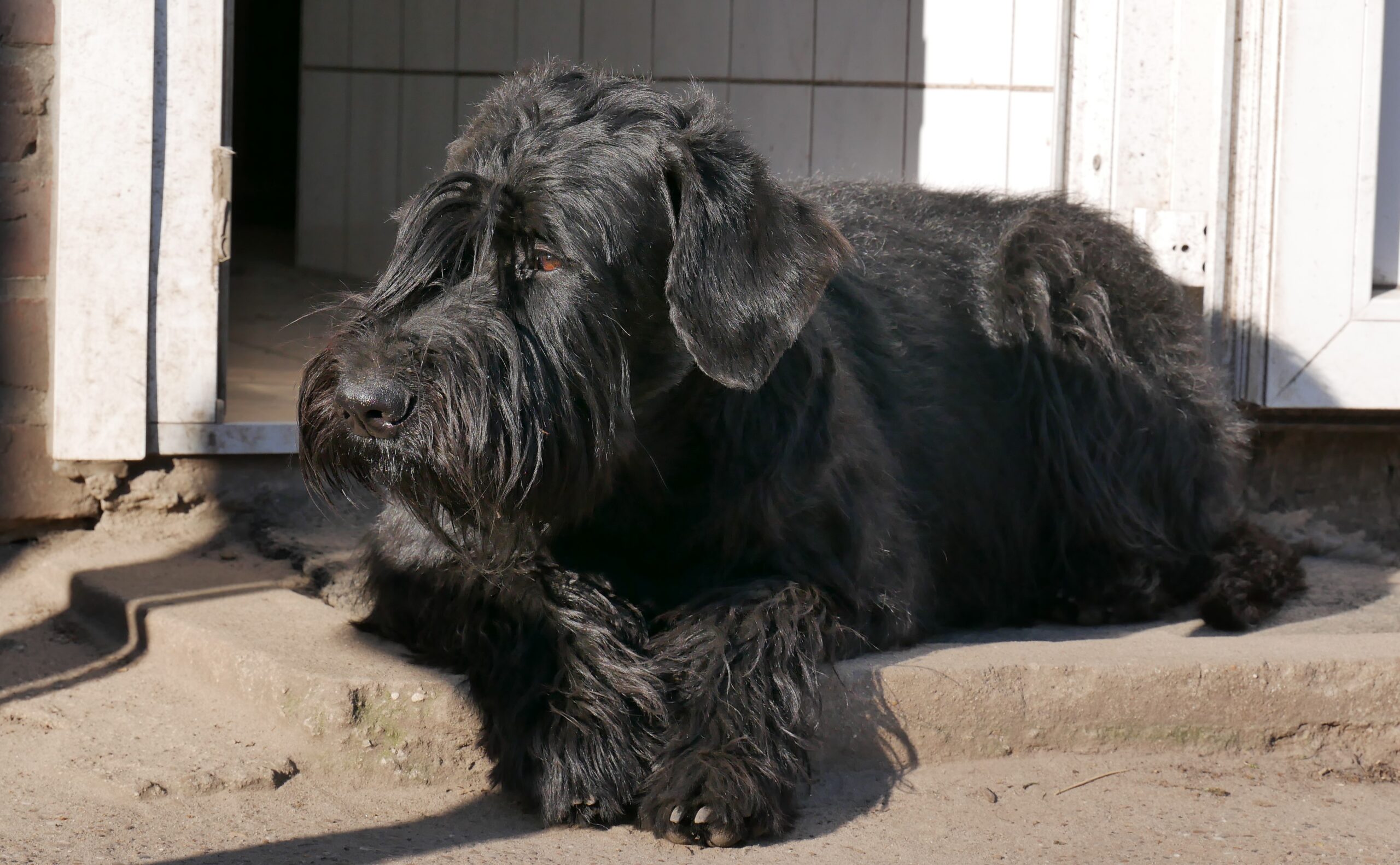 19 04 01 Riesenschnauzer schwarz Groodi 03