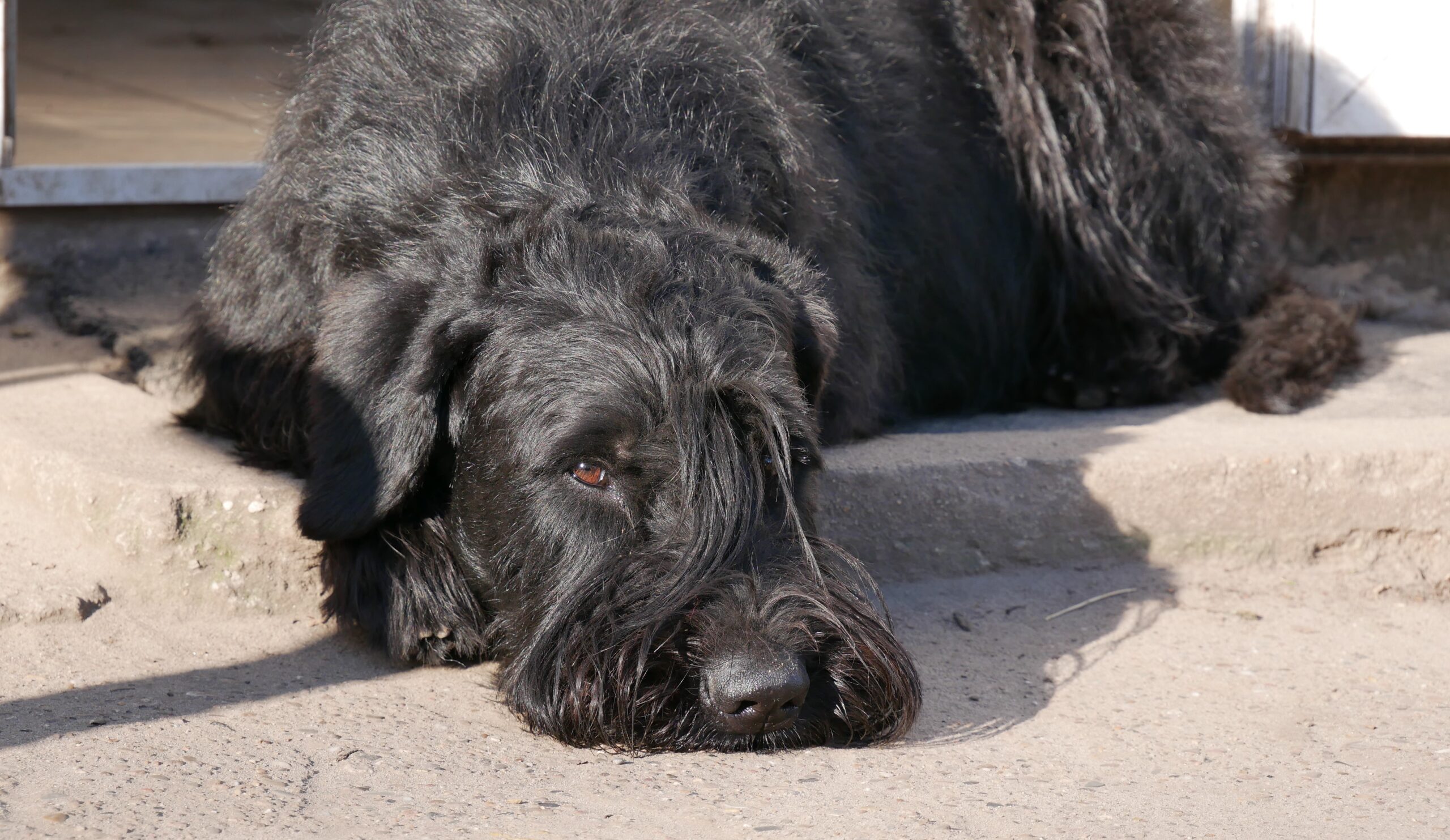 19 04 01 Riesenschnauzer schwarz Groodi 04