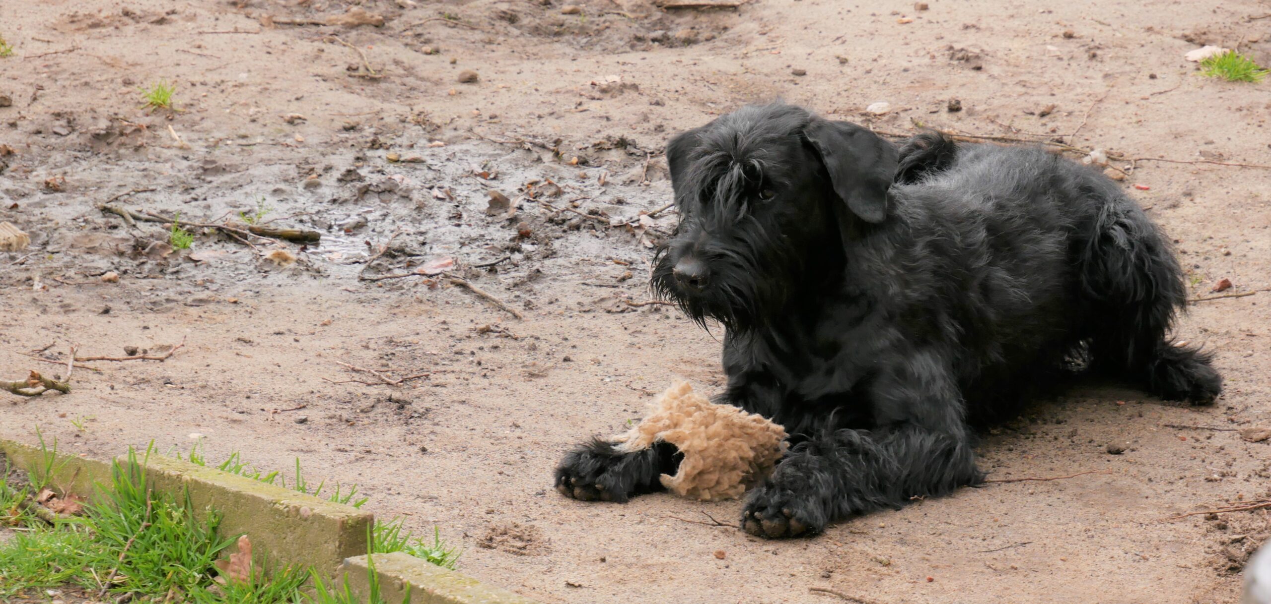 19 04 01 Riesenschnauzer schwarz Hanuta 01