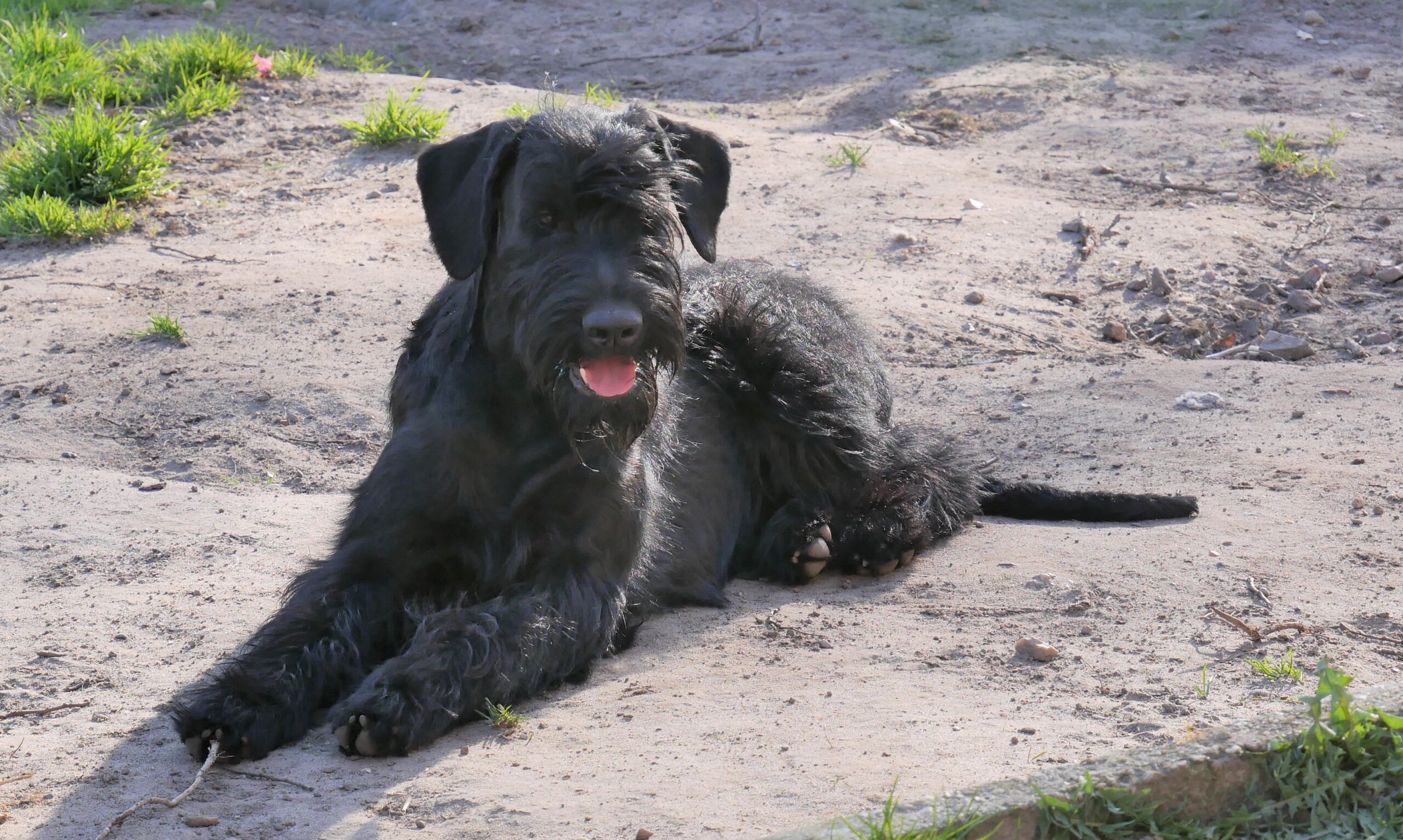 19 04 01 Riesenschnauzer schwarz Hanuta 02