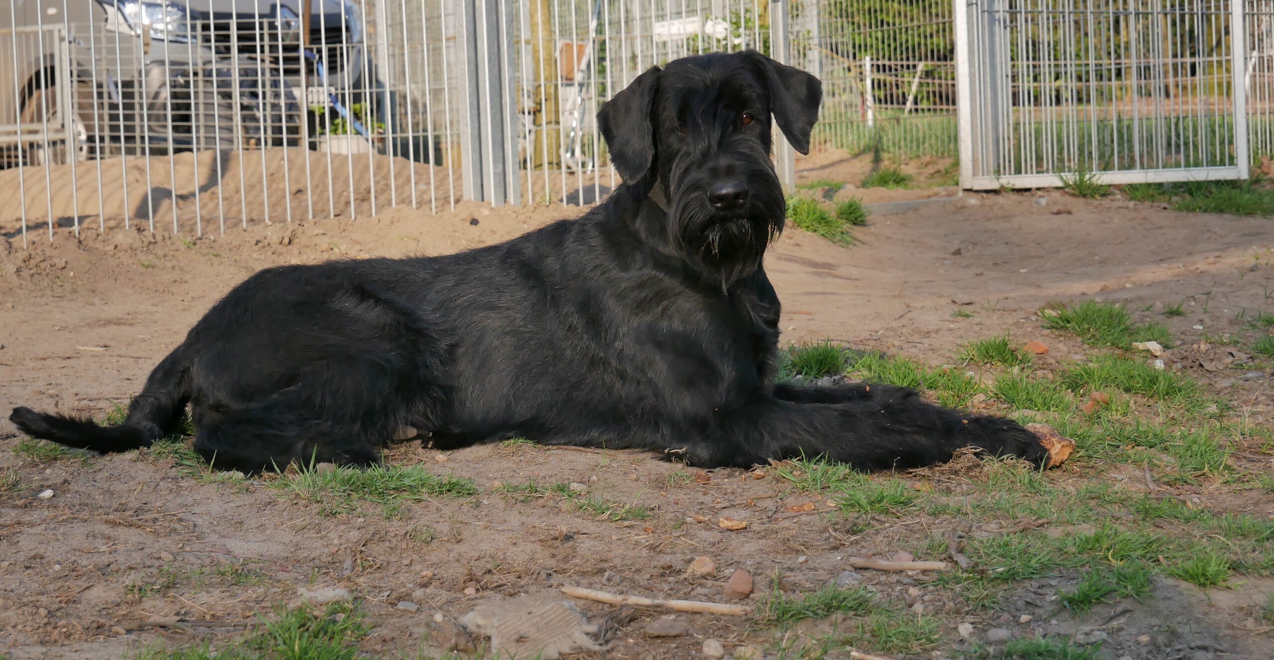 19 04 01 Riesenschnauzer schwarz Hanuta 03