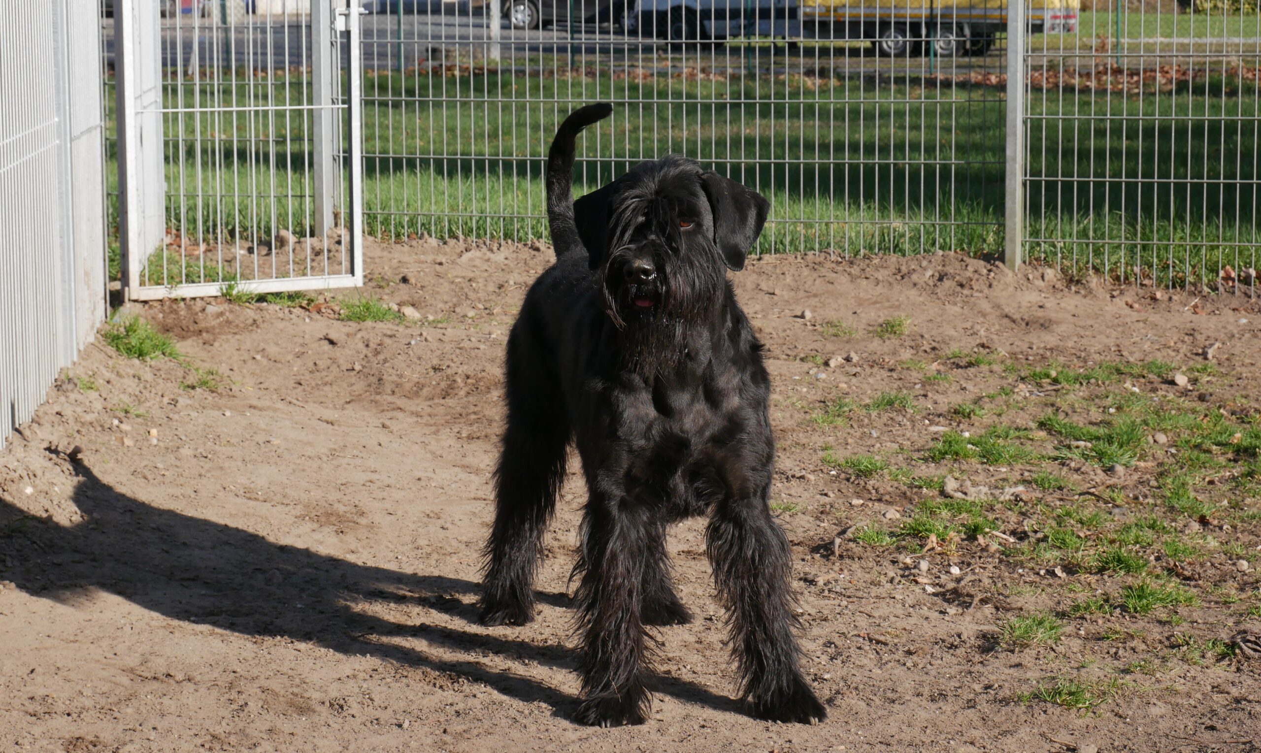 19 04 01 Riesenschnauzer schwarz Wini 01