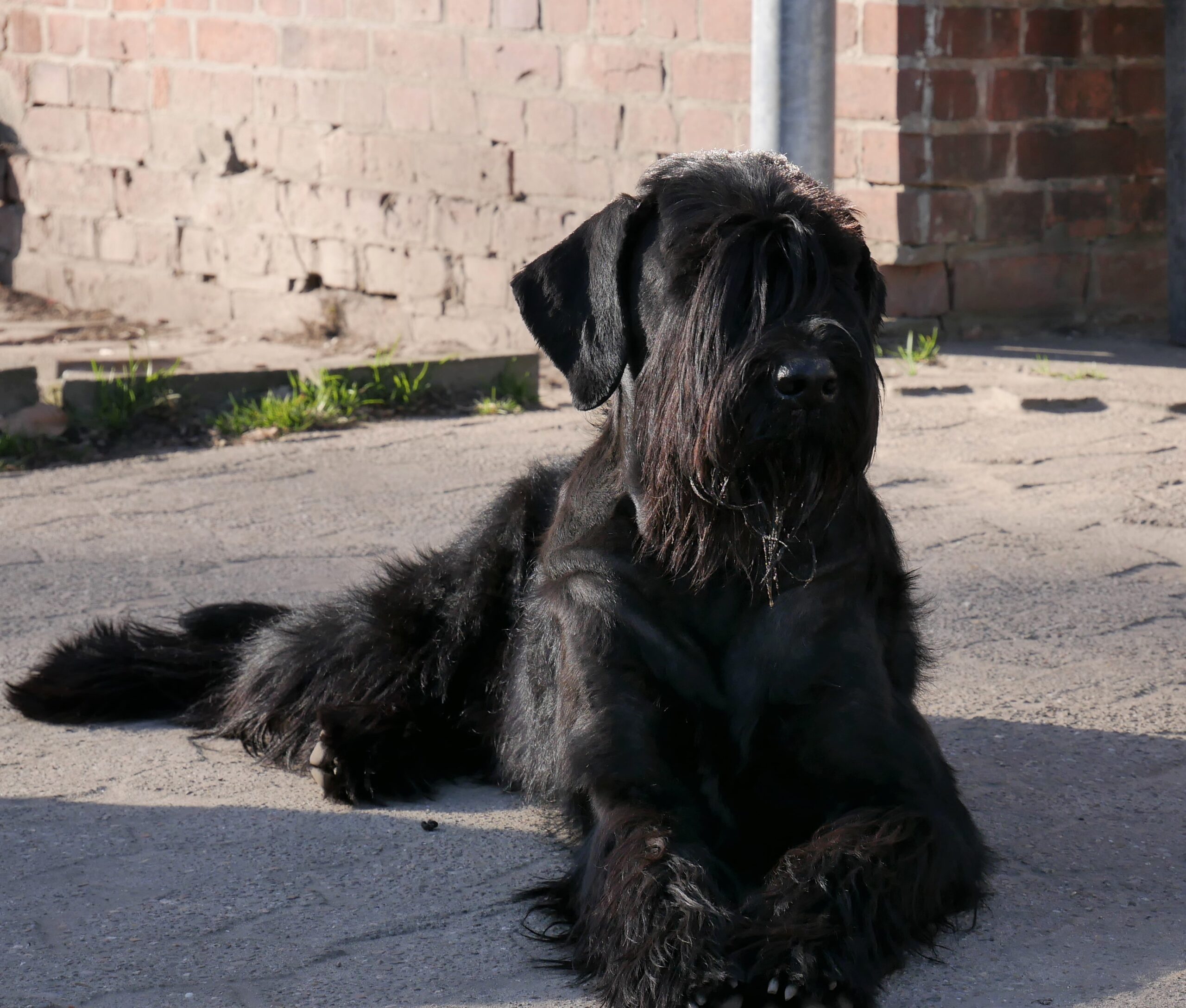 19 04 01 Riesenschnauzer schwarz Wini 03