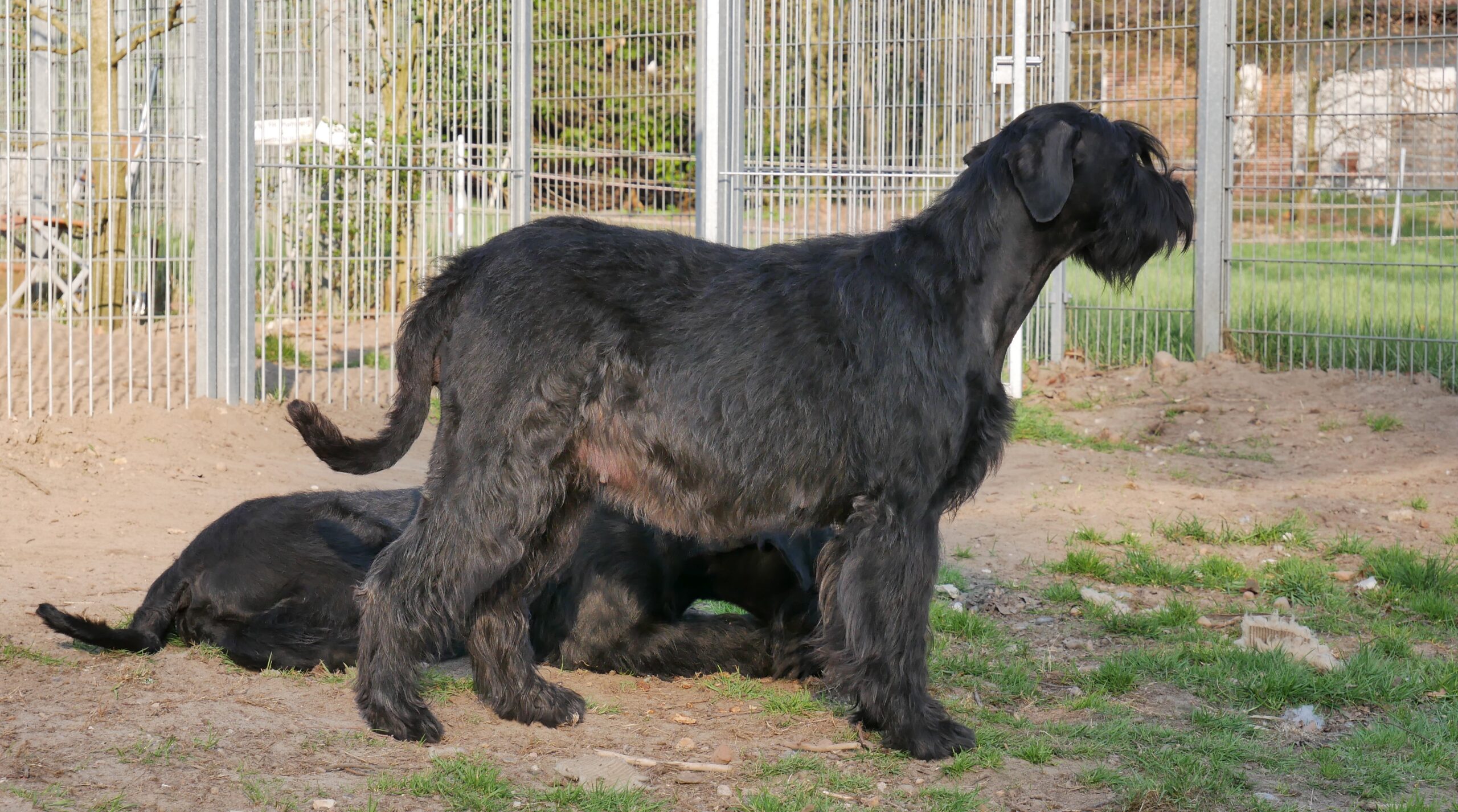 19 04 08 Riesenschnauzer schwarz I Wurf 51.Trächtigkeitstag 02