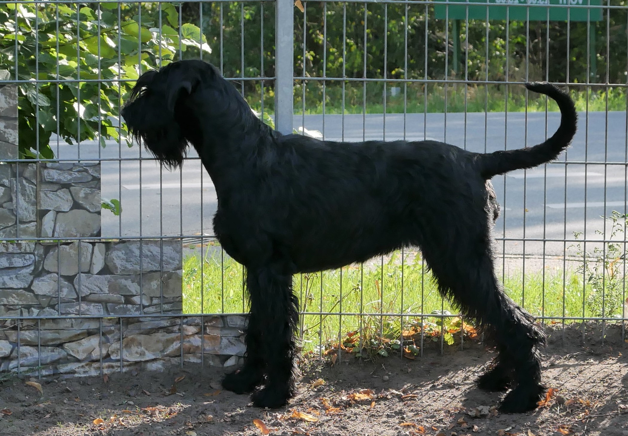 19 08 21 Riesenschnauzer schwarz Hanuta 02.1