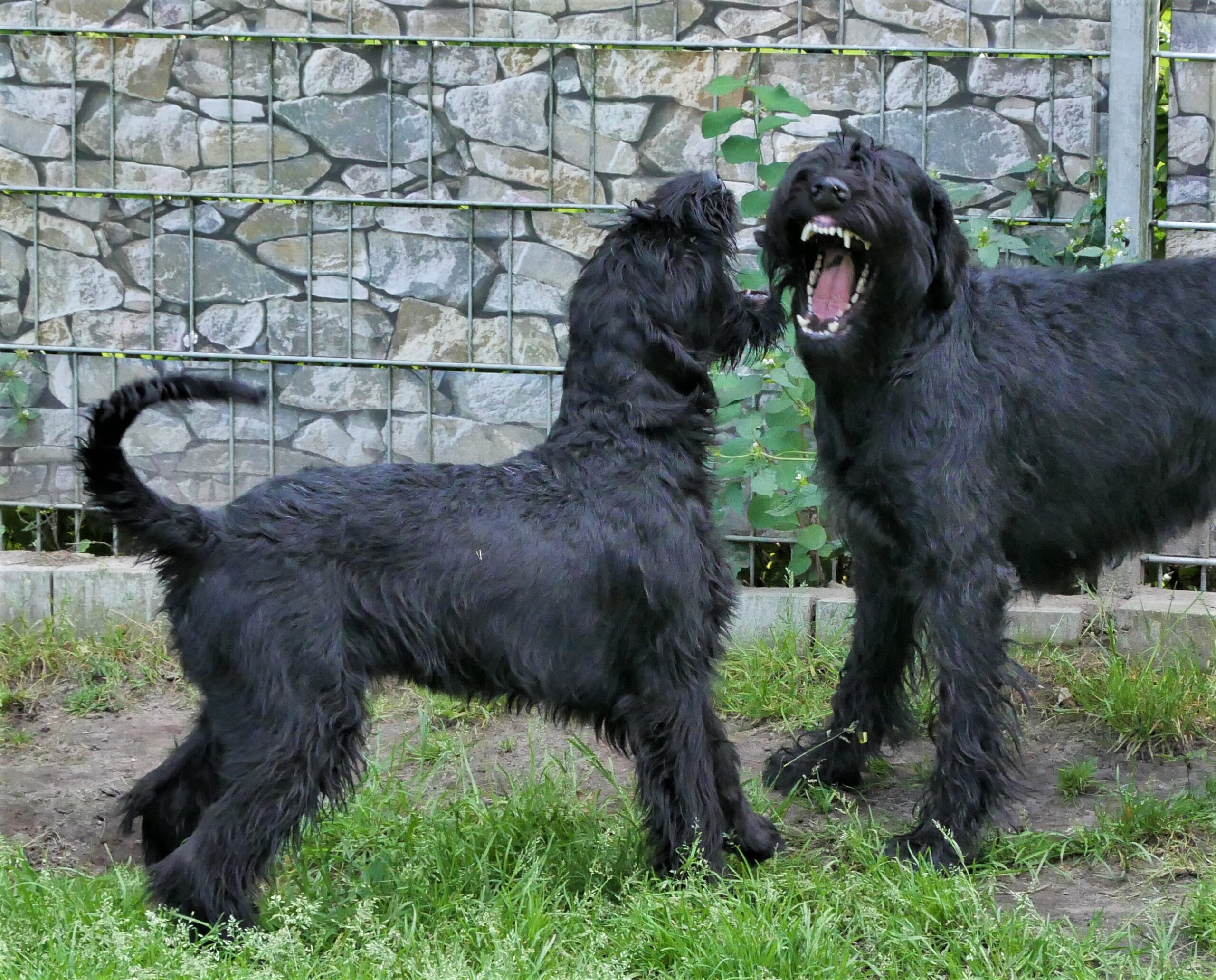 19 08 21 Riesenschnauzer schwarz Inou Mulli.02
