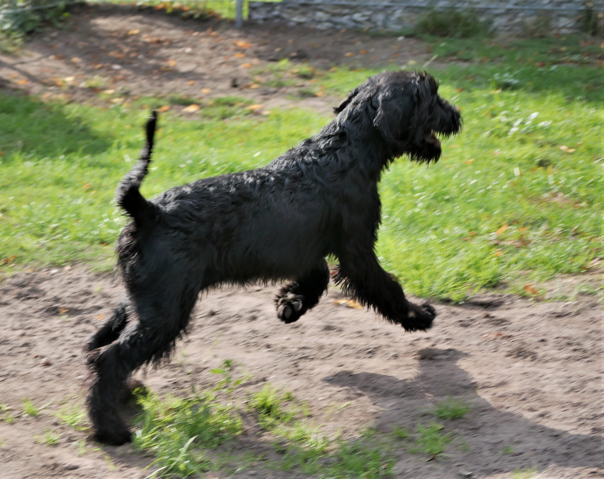 19 08 21 Riesenschnauzer schwarz Inou.01