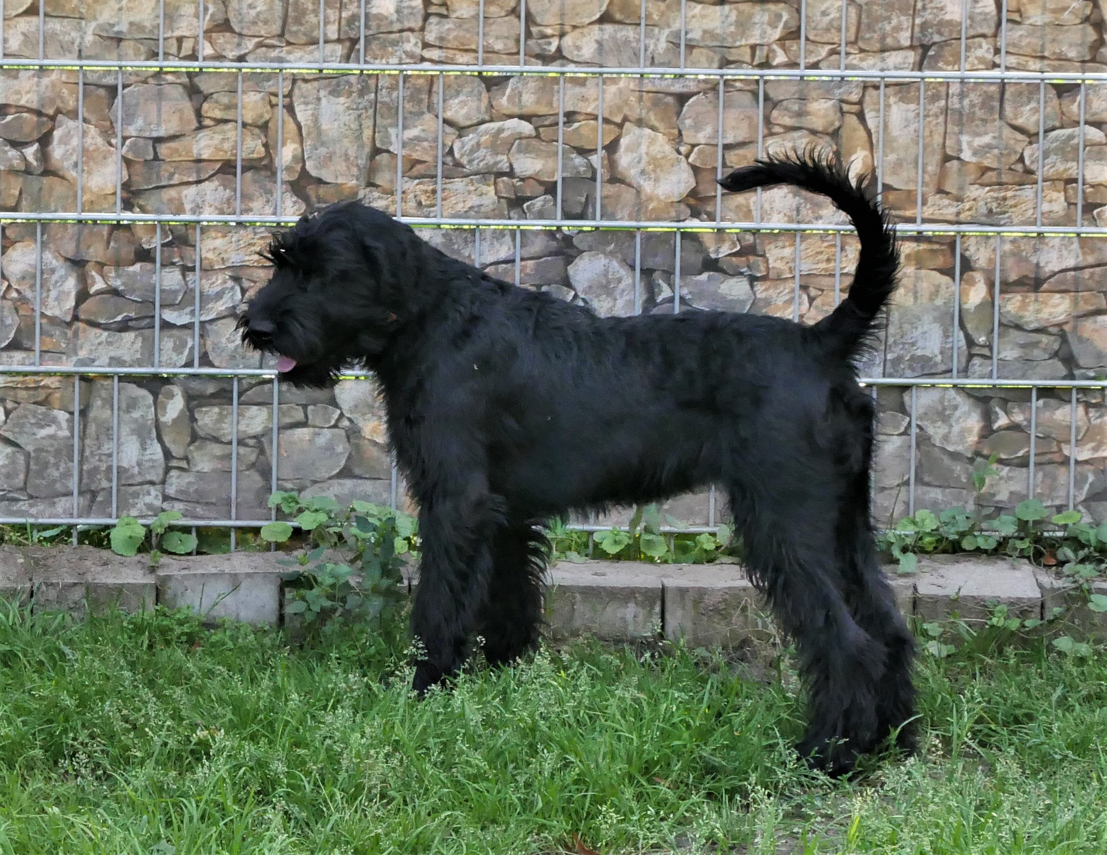 19 08 21 Riesenschnauzer schwarz Inou.02