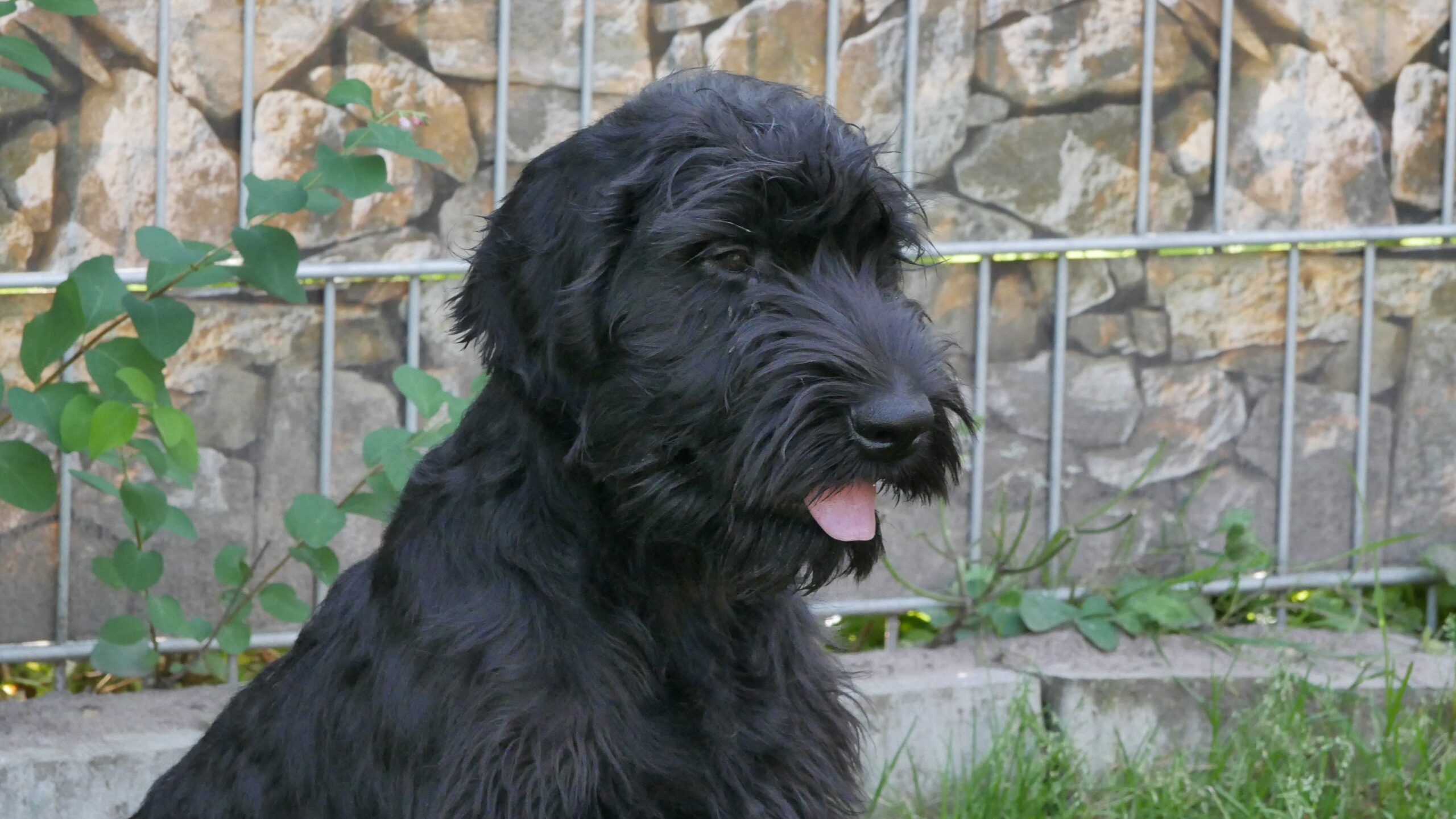 19 08 21 Riesenschnauzer schwarz Inou.03