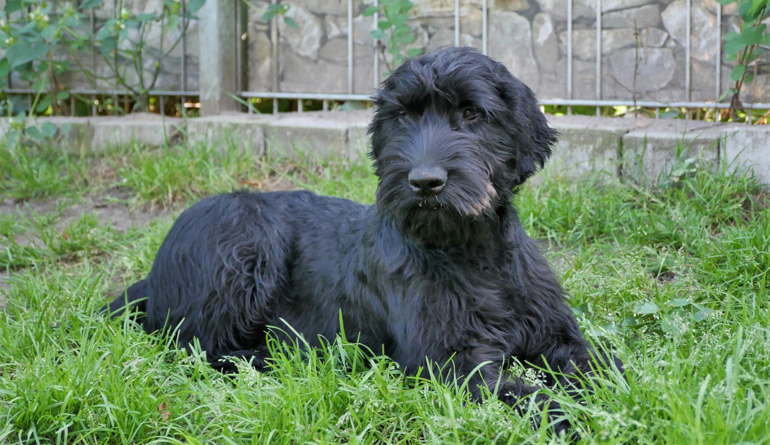 19 08 21 Riesenschnauzer schwarz Inou.05