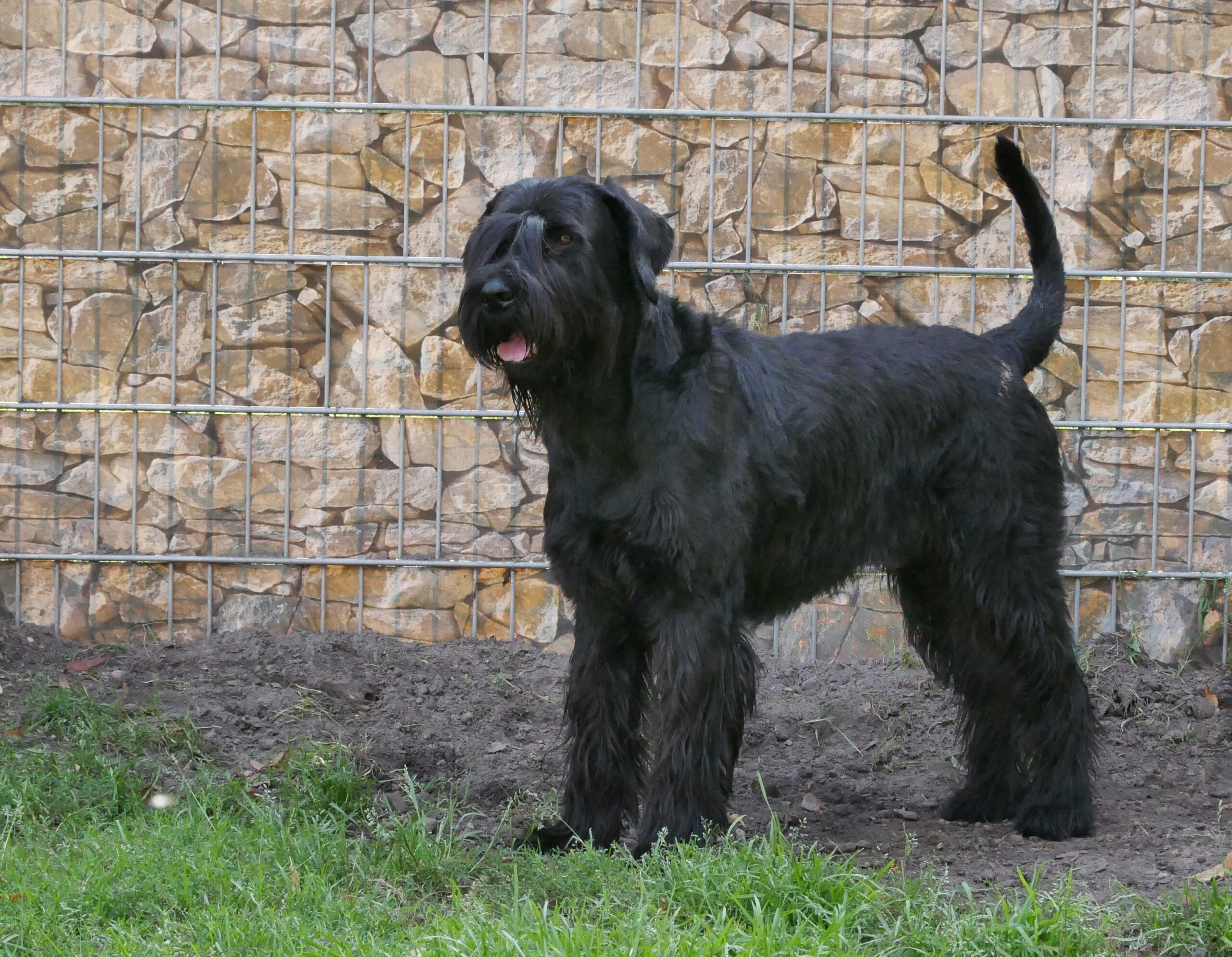 19 08 21 Riesenschnauzer schwarz Wini.03