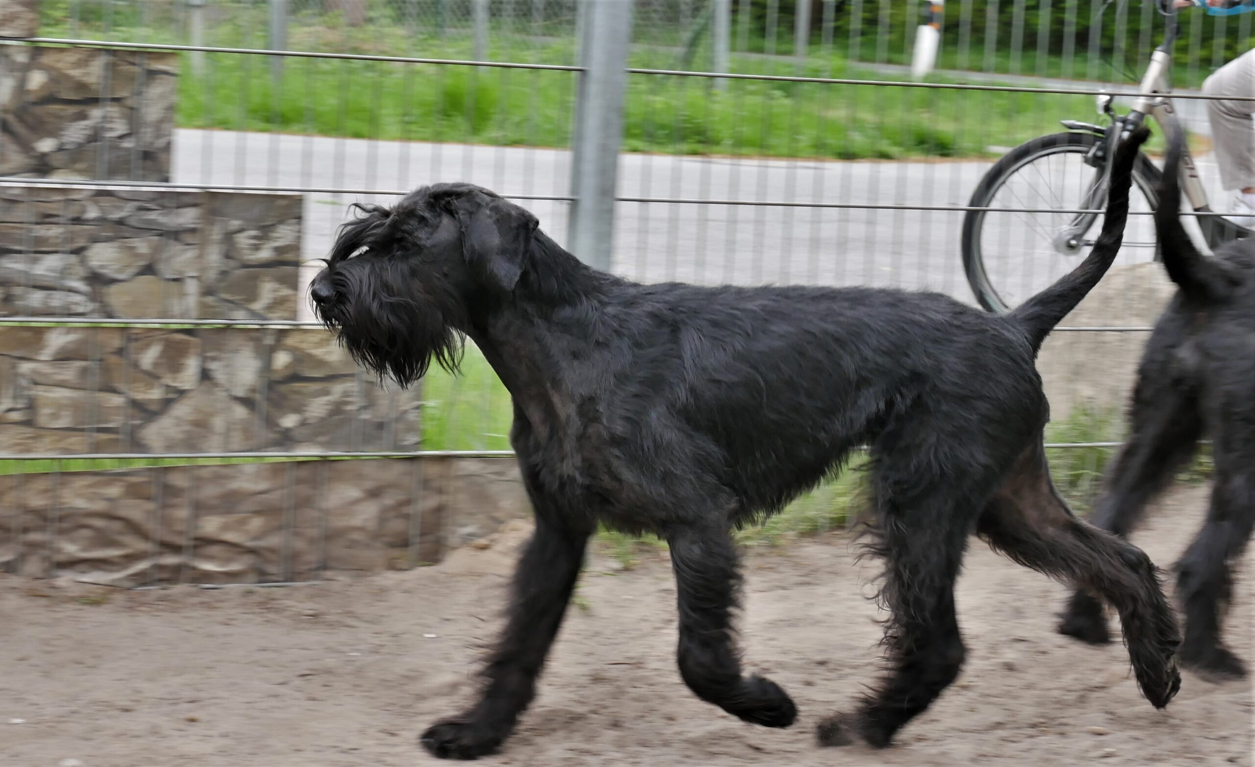 20 05 17 Riesenschnauzer Huendin Inou 06