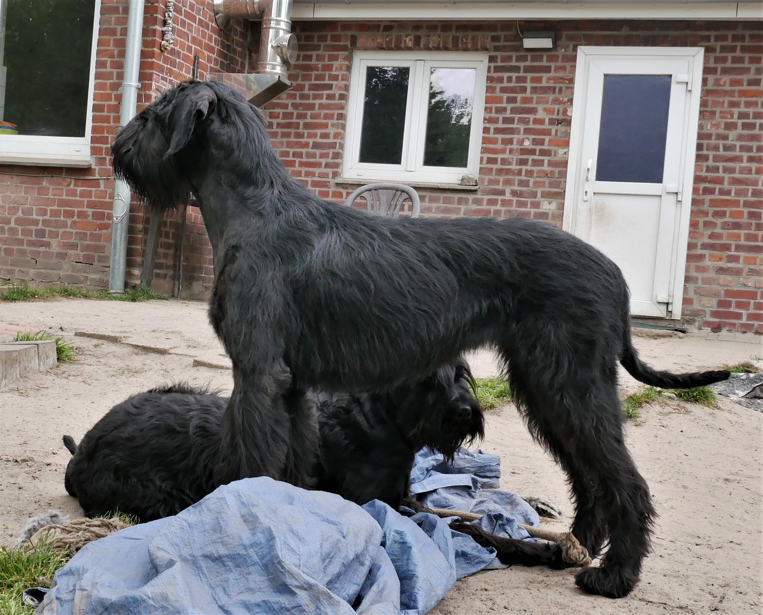 20 05 17 Riesenschnauzer Huendin Inou 12