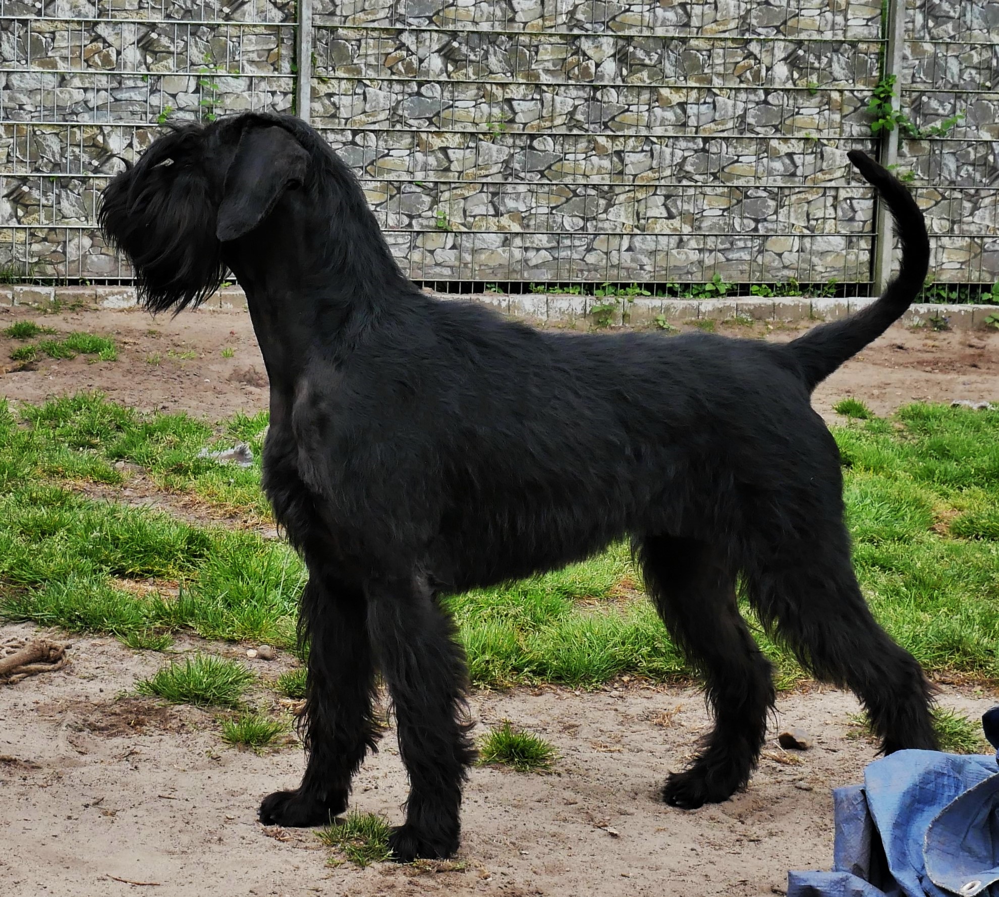 20 05 17 Riesenschnauzer Inou 13.1