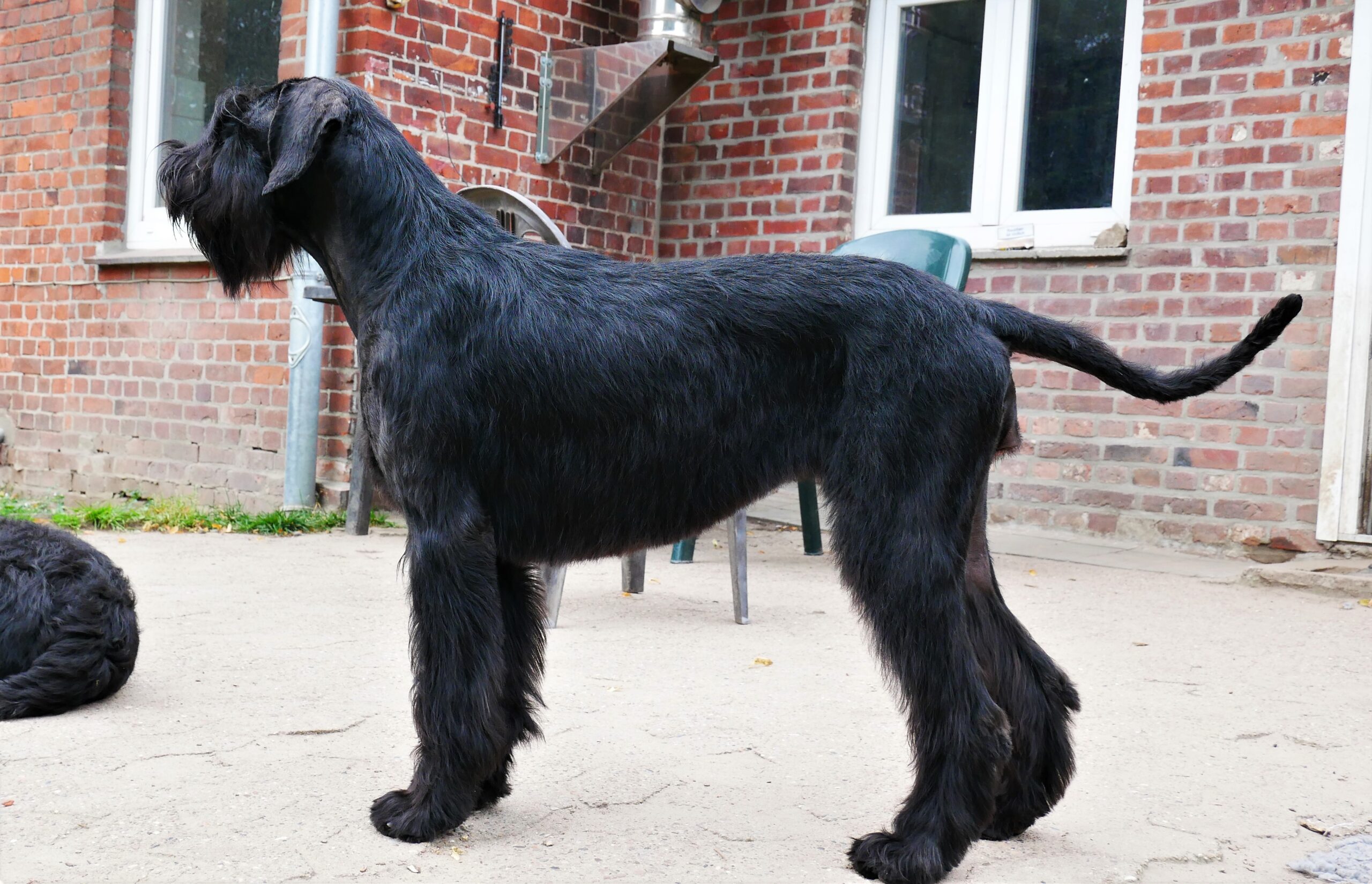 20 07 29 01 Riesenschnauzer schwarz Inou