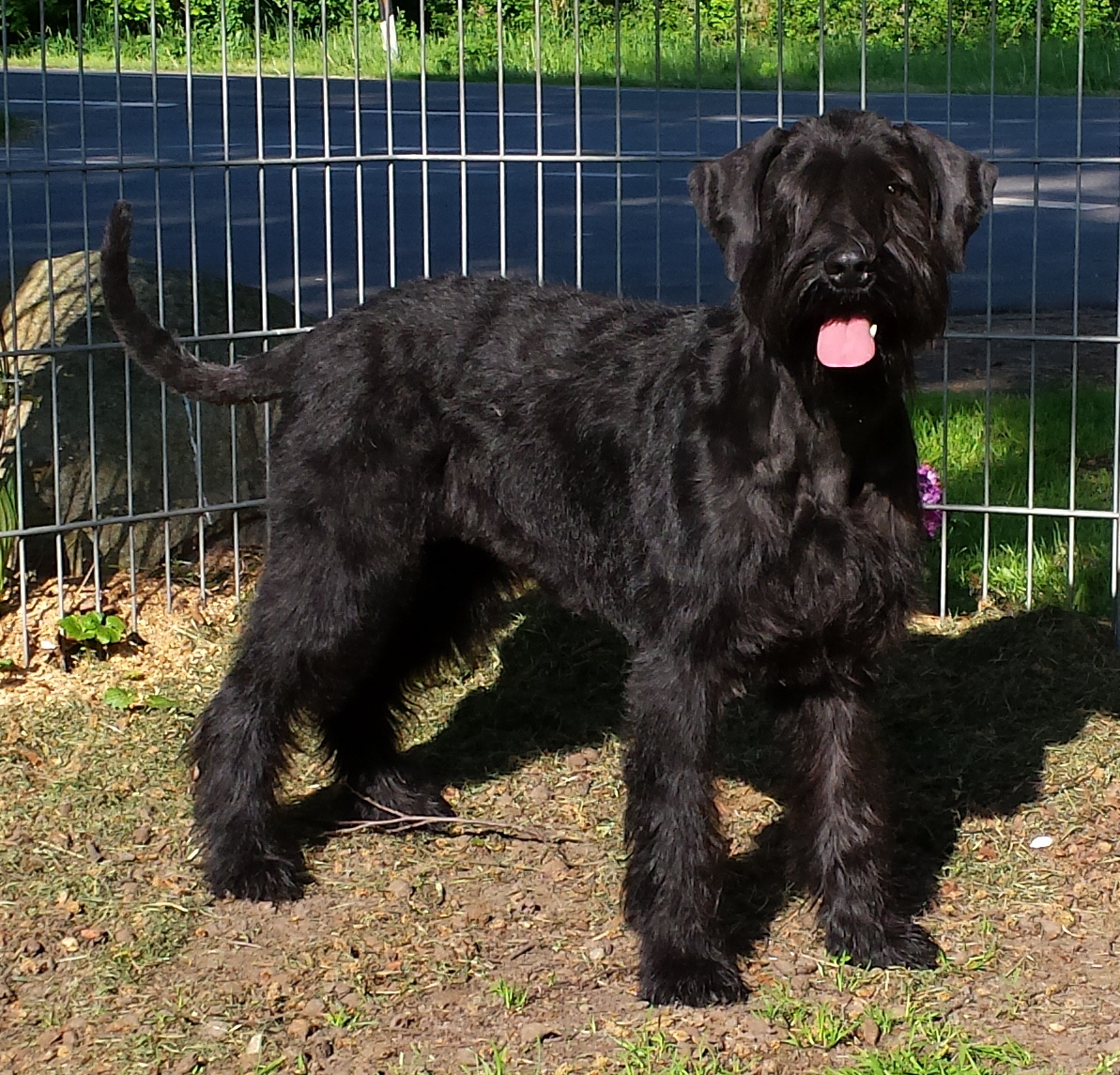 Riesenschnauzer Eine wie Keine vom Schwedenspeicher