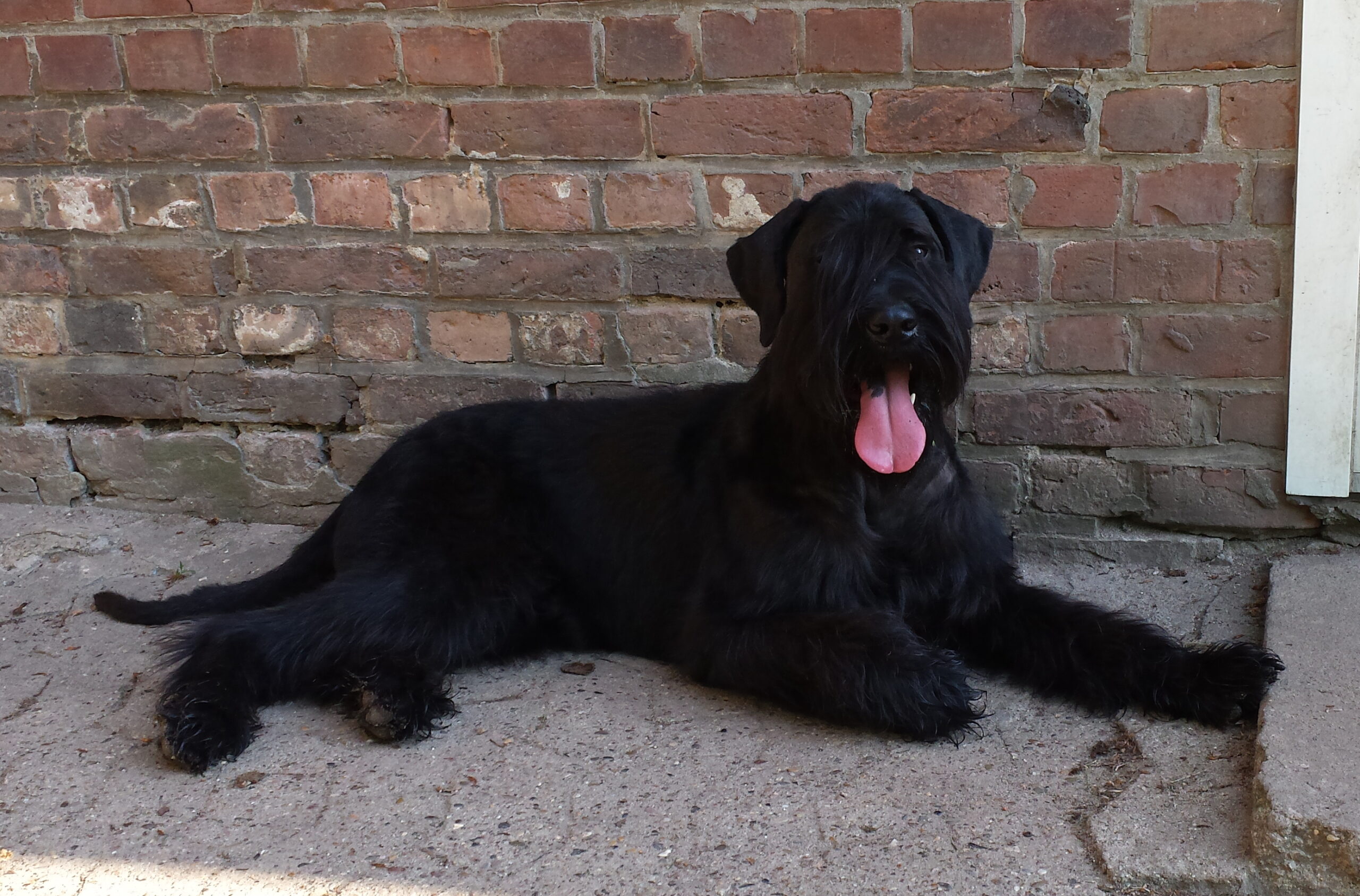 Riesenschnauzer