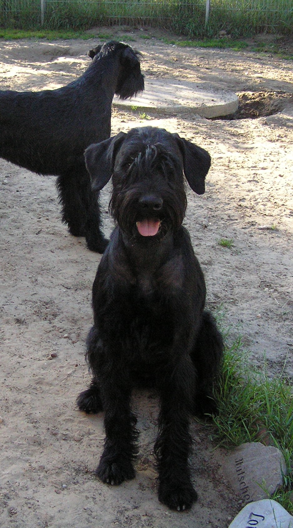 Groodi Riesenschnauzer schwarz Hündin