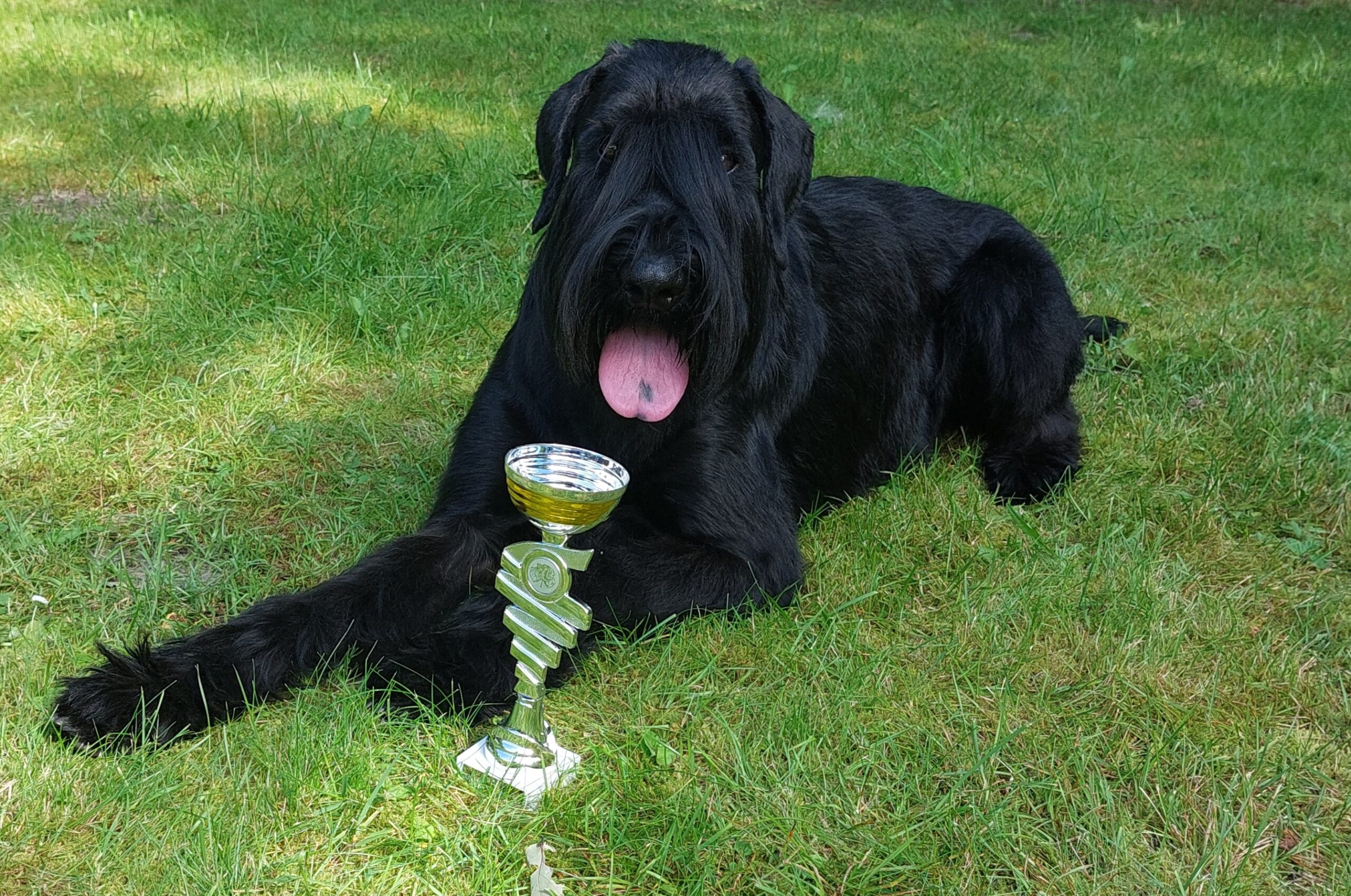 Riesenschnauzer OERNIE KSA BOS Dearstorf