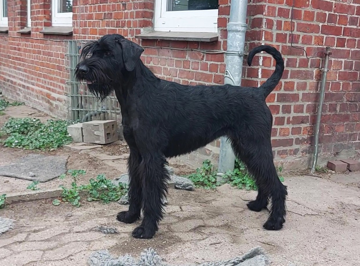 Arantxa Riesenschnauzer schwarz vom Schwedenspeicher 26 05 22 15.1