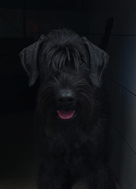 Arantxa Riesenschnauzer schwarz vom Schwedenspeicher 26 05 22 19.1