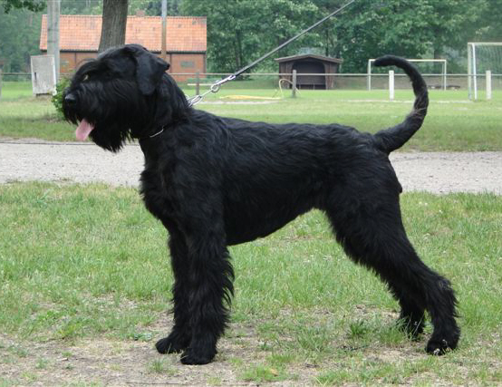 Riesenschnauzer Zuchthündin Birog vom Schwedenspeicher