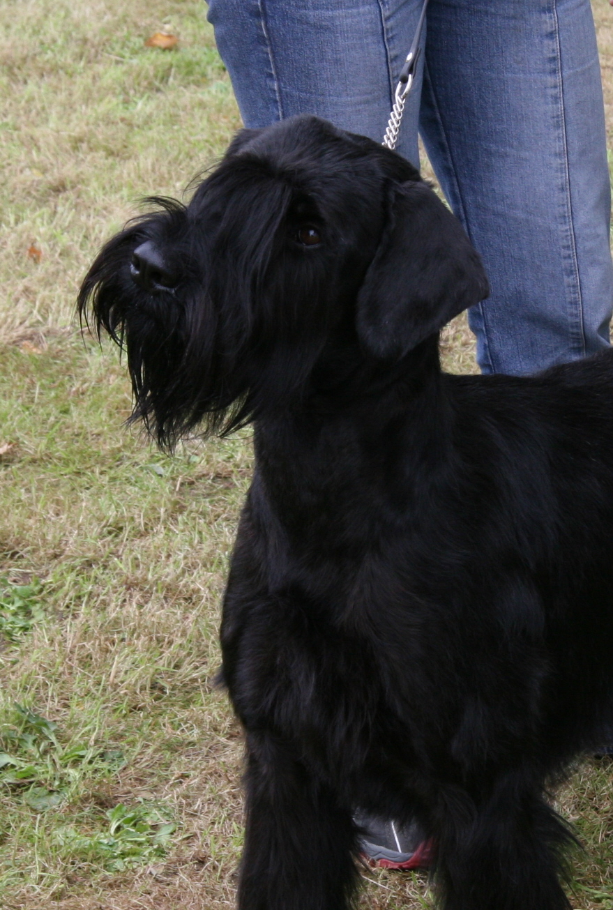 Birog Suedoldenburg2011 5
