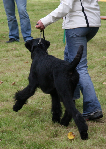 Birog Suedoldenburg 2011 6
