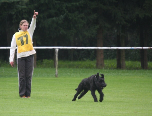 Riesenschnauzer Konni vom Paderquell DM VPG voraus