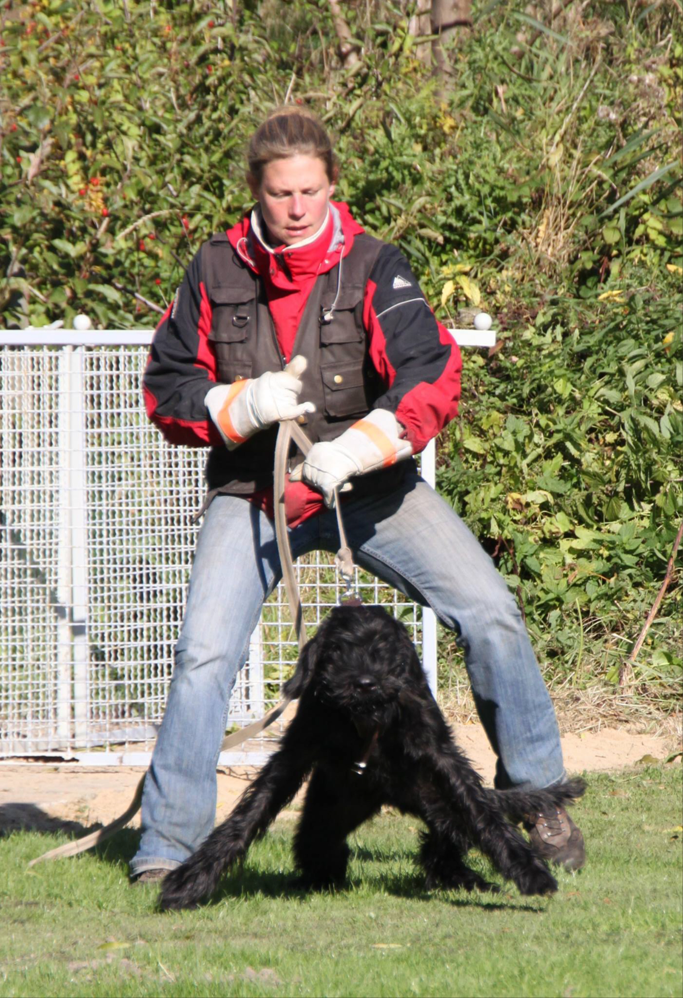 Riesenschnauzer Faizah - Schutzdienst Training